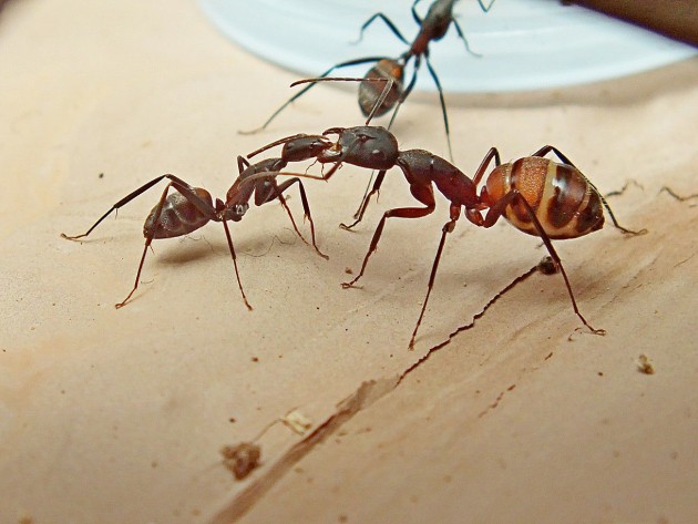 Una bellissima istantanea di Mirme, alla colonia di Yurj: Camponotus cruentatus!