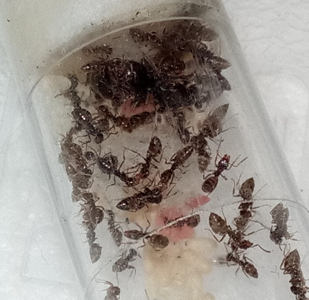 piccoli pezzi di prosciutto cotto vengono portati verso il fondo della provetta dove sono accumulate le larve
