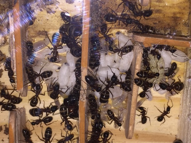 La foto non è granché, ma mostra chiaramente il buono stato della colonia e la presenza di una discreta covata.