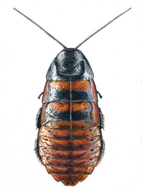 uno dei suoi bellissimi disegni