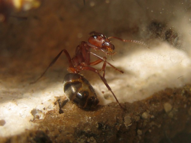 Una bella operaia grassa si pulisce coscienziosamente. Queste formiche sono proprio belle e dotate di una certa personalità.