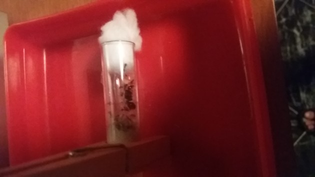 Pessima foto della covata , visto il solito problema non posso fare di meglio