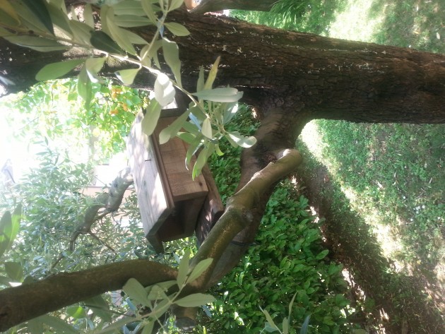 la cosiddette "incubatrice" sull'albero