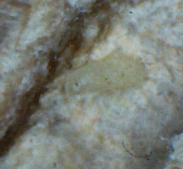 Larva che sta per impuparsi