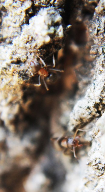 Lasius emarginatus (???)