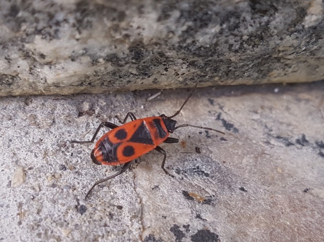 Individuo adulto