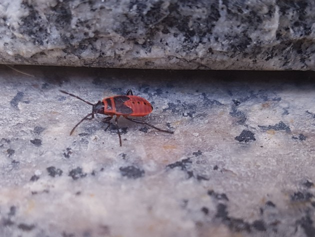 Individuo giovane 2