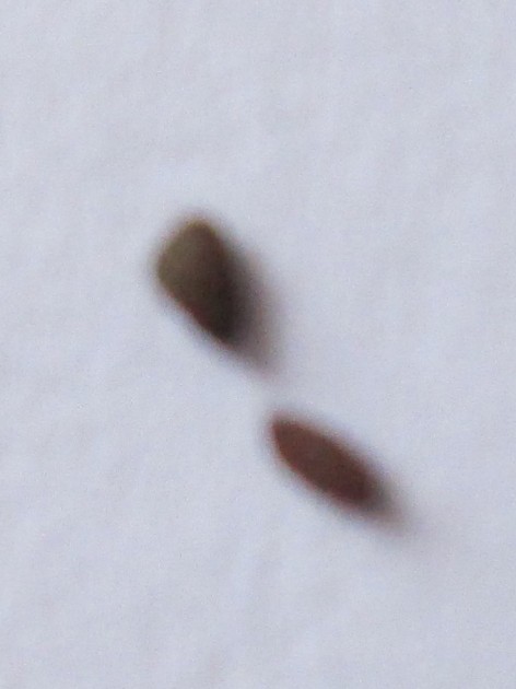 semi di piantaggine