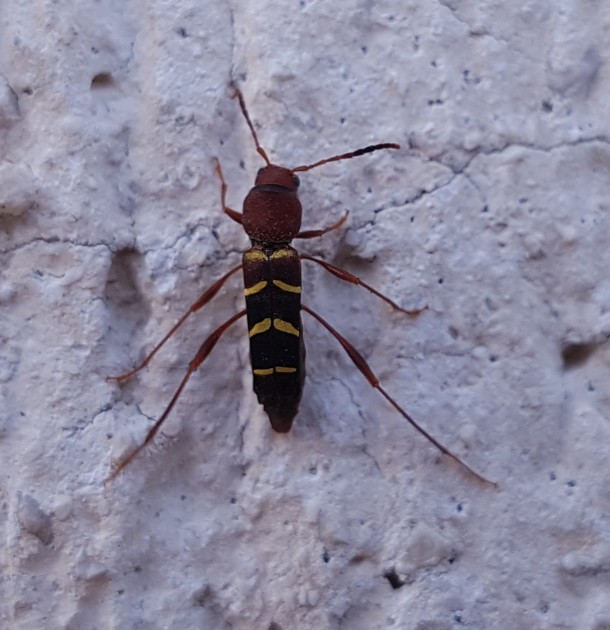 20170826_182545.jpg