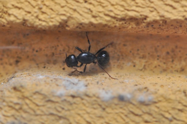 DSC_0117.JPG