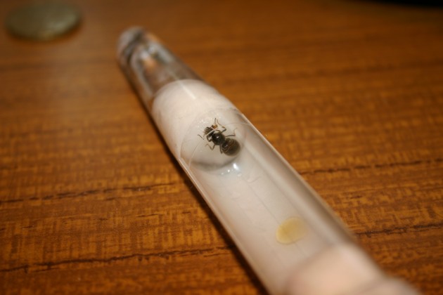 formichina.JPG