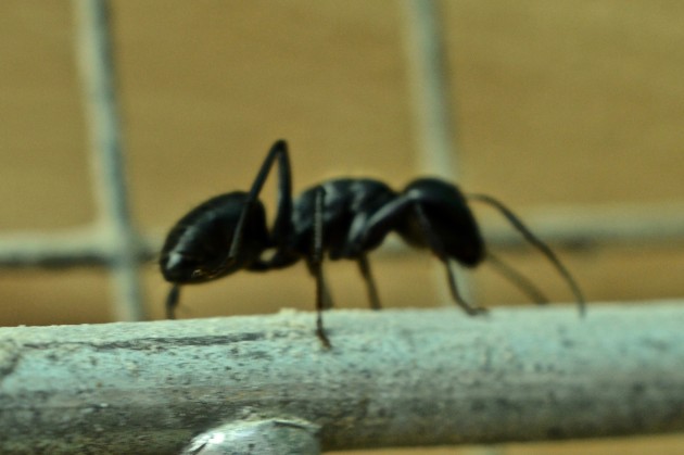 DSC_0441.jpg