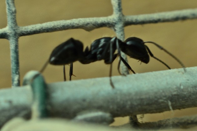 DSC_0442.jpg