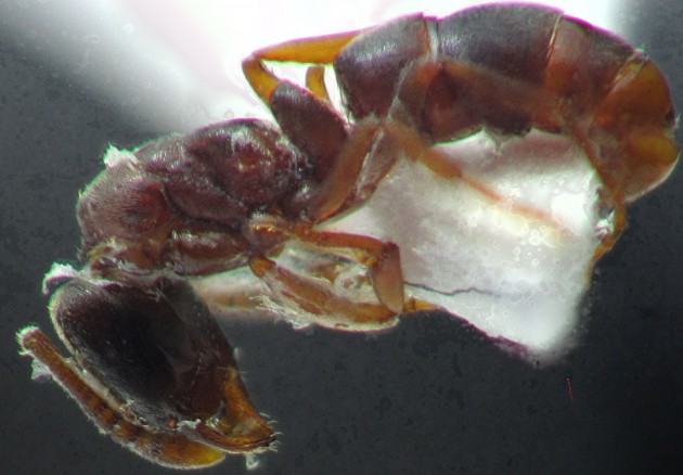 Ponerinae ipogea profilo.jpg