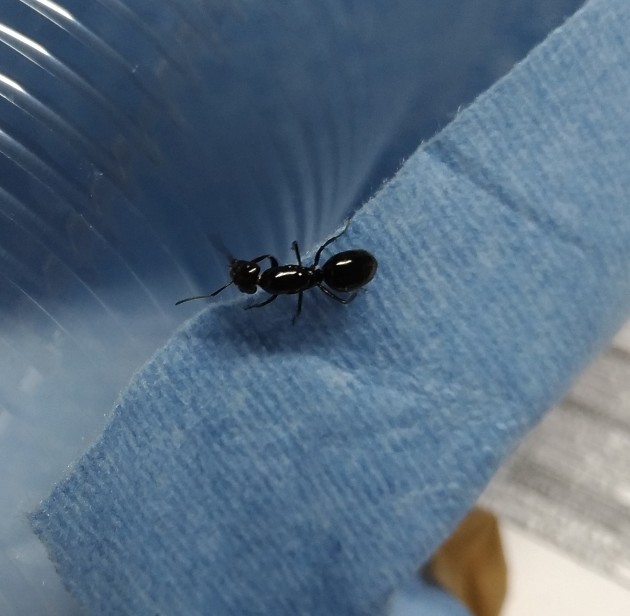 Camponotus sp. 1.jpg