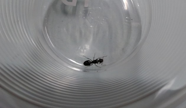 Camponotus sp. 2.jpg