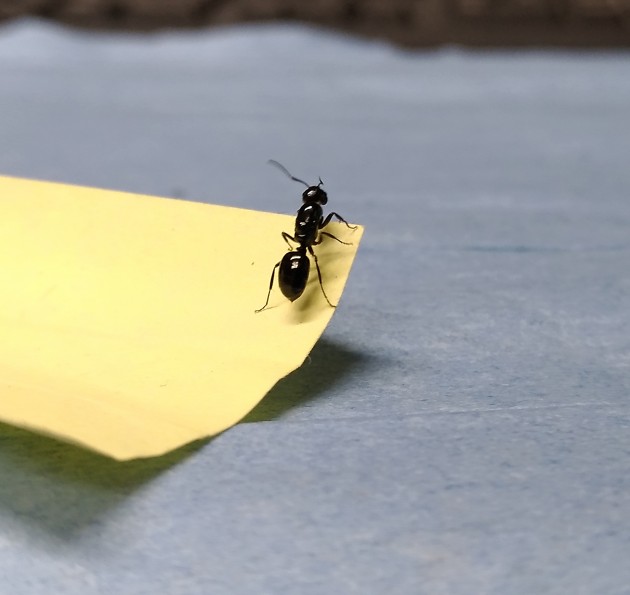 Camponotus sp. 3.jpg