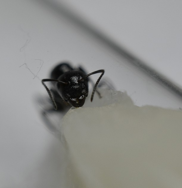 Camponotus sp. 1 cut.jpg