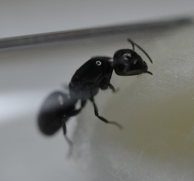 Camponotus sp. 2 cut.jpg