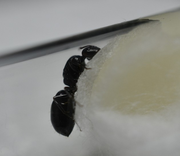 Camponotus sp. 3 cut.jpg