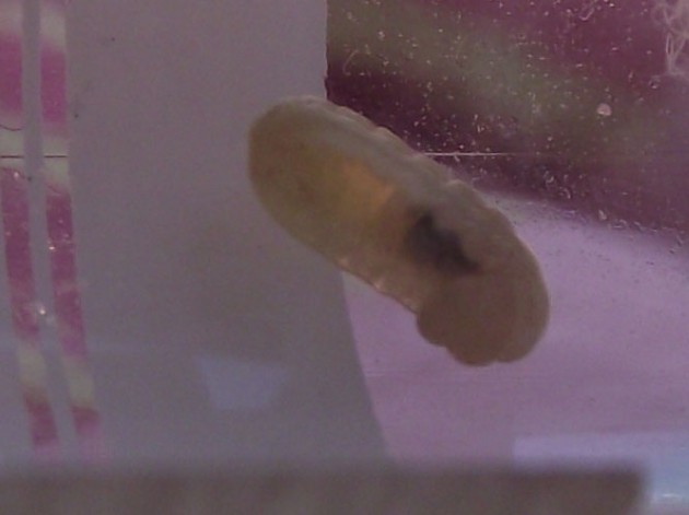 DSCF5148.JPG