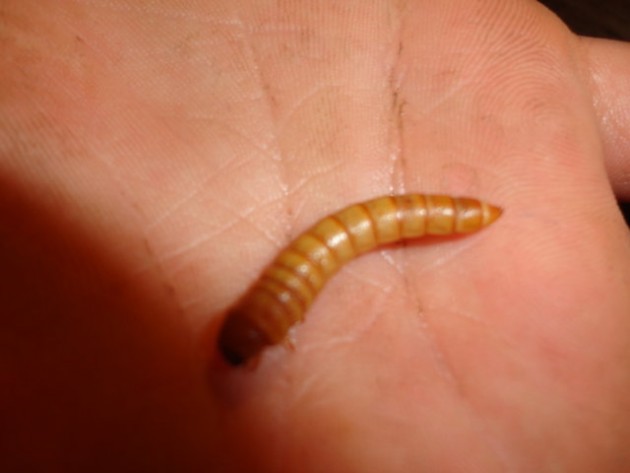 DSC01905 (FILEminimizer).JPG