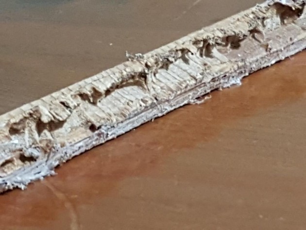 parquet rosicchiato 2.jpg