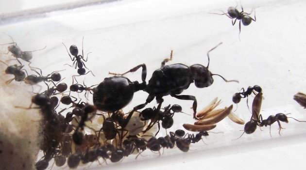 Messor barbarus