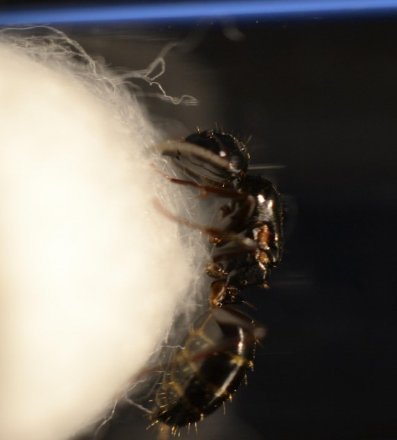 Regina Camponotus 1.jpg