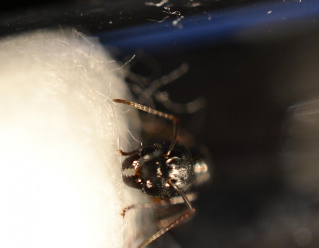 Regina Camponotus 2.jpg
