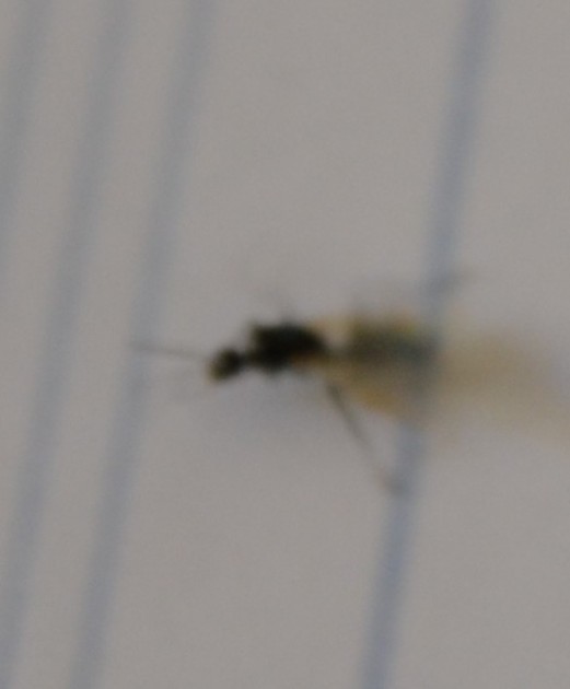 DSC_0767.JPG