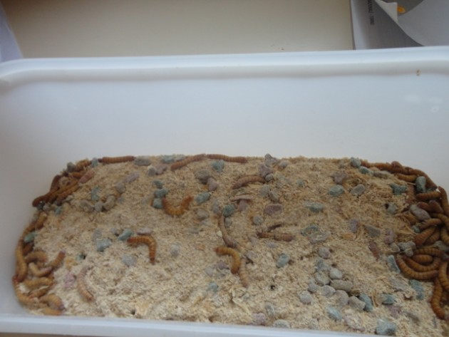 DSC01929 (FILEminimizer).JPG