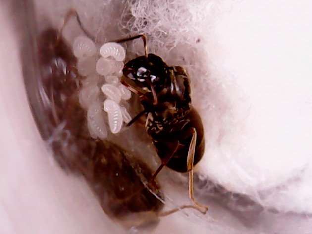 Lasius Niger 1 19.05.18.jpg