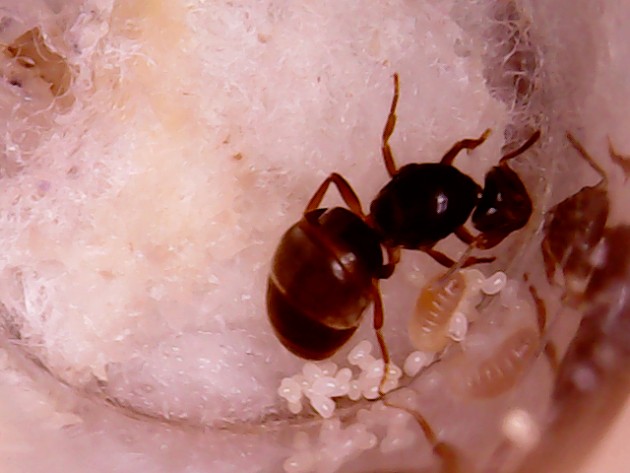 Lasius Flavius 4 19.05.18.jpg