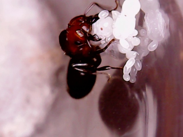 Crematogaster Scutellaris 5 19.05.18.jpg