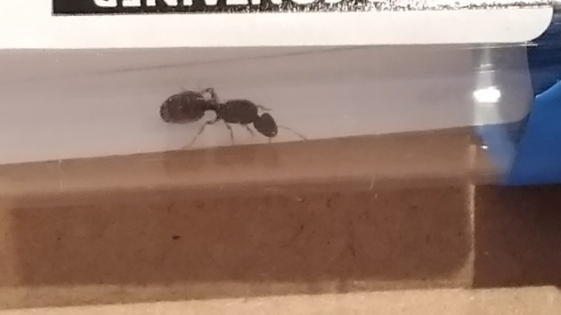 P_20180608_125337_vHDR_Auto.jpg