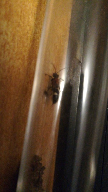 IMG-20180721-WA0031.jpeg