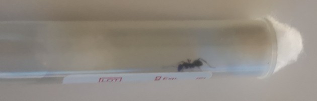 formica3.jpg