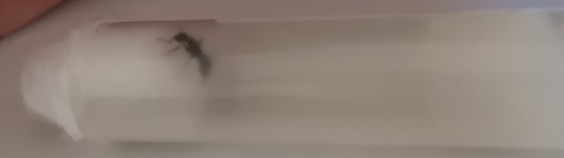 formica6.jpg