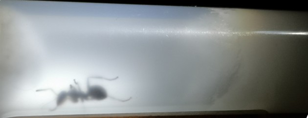 formica7.jpg