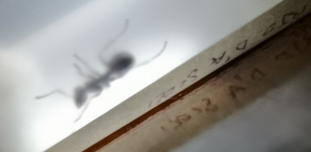 formica9.jpg