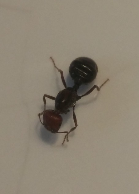 _20180811_174019.JPG