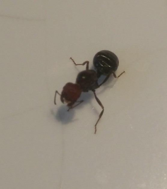 _20180811_174057.JPG