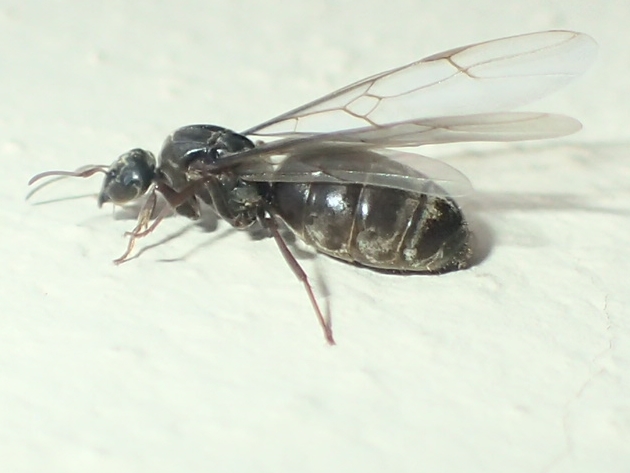 lasius.jpg