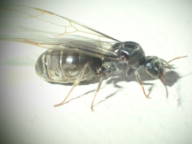 lasius2.jpg