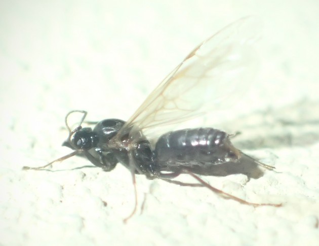 lasius3.jpg