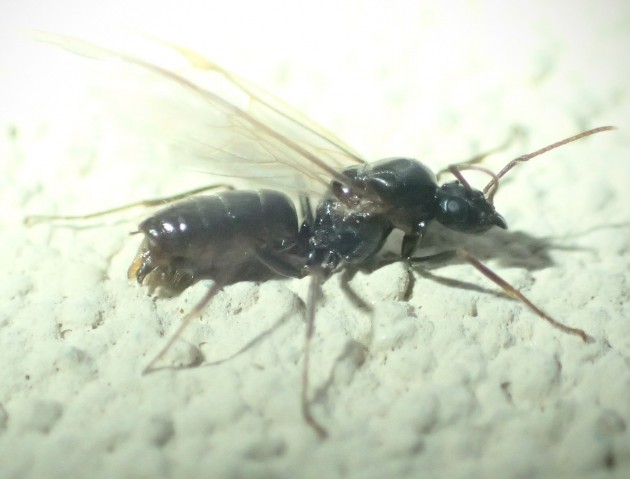 lasius4.jpg