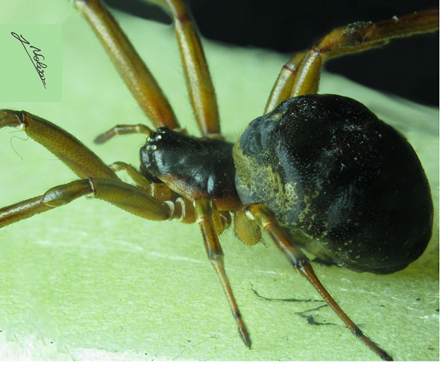 Steatoda nobilis  di profilo.png