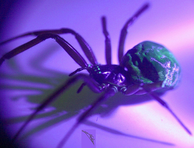 Steatoda nobilis sotto Uv.png