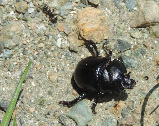 DSCN9465 - Anoplotrupes stercorosus.JPG